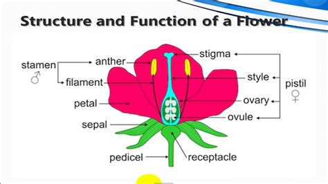 アメフト ポジション 花形：フィールド上の華麗なる戦略