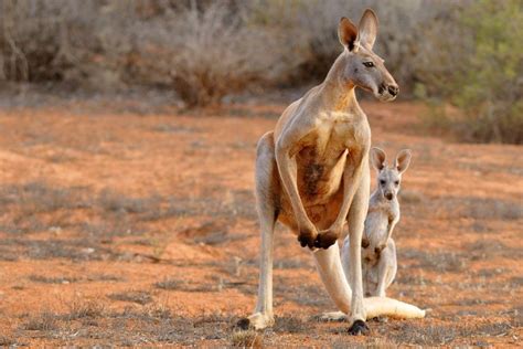 オーストラリア 地震 少ない 理由 - そして、なぜカンガルーは地震を予知できるのか？